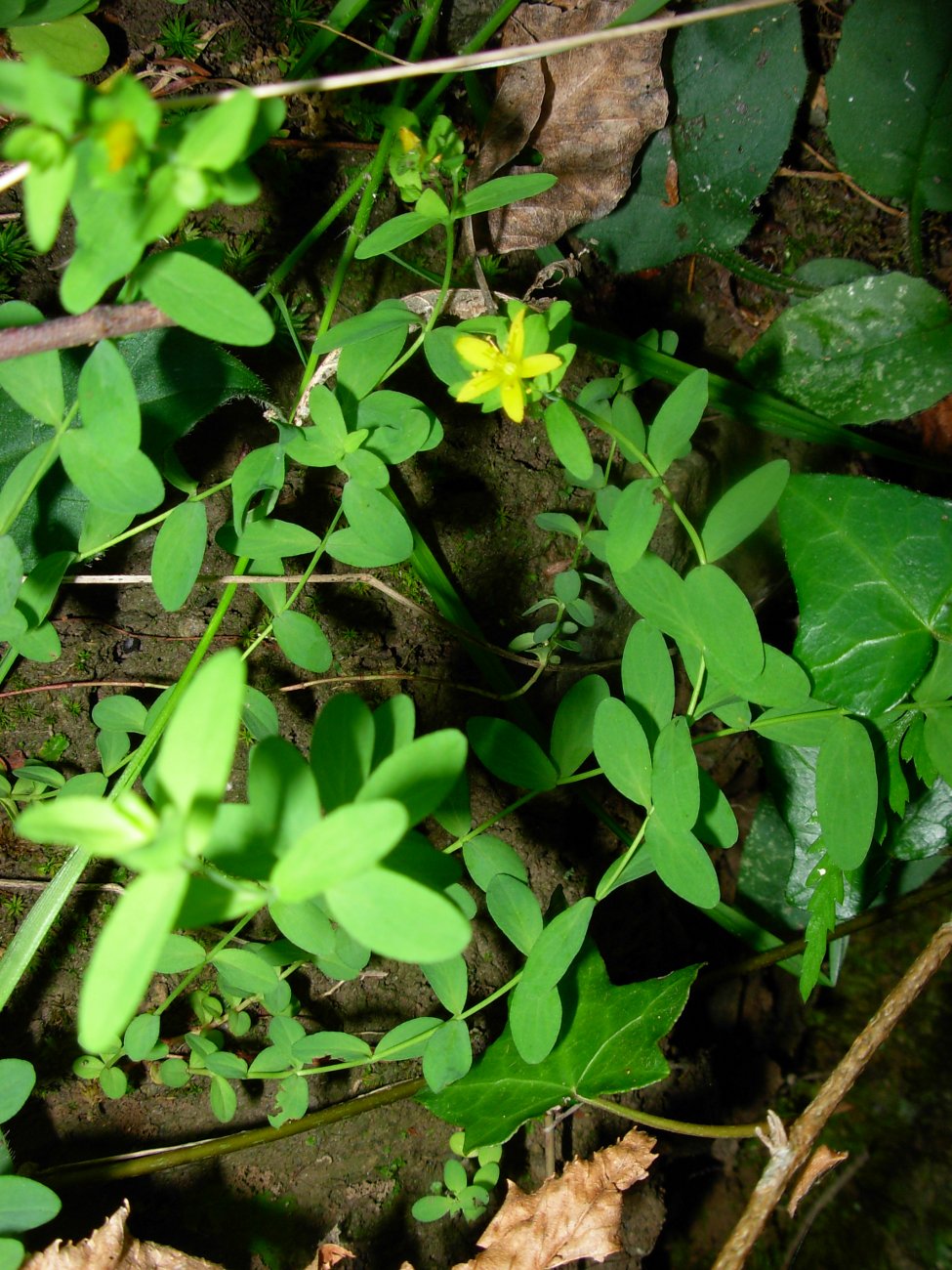 Hypericum humifusum  / Erba di S. Giovanni prostrata